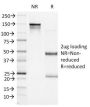 Bcl-6 (Follicular Lymphoma Marker) (BCL6/1527), CF647 conjugate, 0.1mg/mL