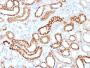 Ksp-Cadherin (Kidney-Specific Cadherin) / CDH16 (CDH16/1532R), CF647 conjugate, 0.1mg/mL