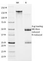 HIF1 alpha (Hypoxia-Inducible Factor 1-alpha)(ESEE122), CF647 conjugate, 0.1mg/mL