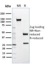 SREBP2(SREBP2/1579), CF647 conjugate, 0.1mg/mL