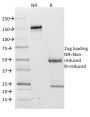 CD62L (L-Selectin)(CD62L/1588), CF647 conjugate, 0.1mg/mL