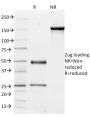 CD51 / Integrin V(ITGAV/1610), CF647 conjugate, 0.1mg/mL