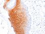 Cytokeratin 1 (Suprabasal Keratinocyte Marker)(LHK1), CF647 conjugate, 0.1mg/mL