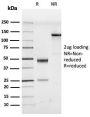 Human Herpes Virus 8 (HHV8)(LN53), CF647 conjugate, 0.1mg/mL