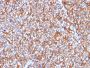 Spectrin beta III (SPTBN2) (SPTBN2/1778), CF647 conjugate, 0.1mg/mL
