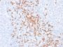 CD8A (Cytotoxic-&Suppressor T-Cell Marker) (rC8/468), CF647 conjugate, 0.1mg/mL