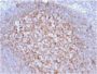CD21 (Mature B-Cell & Follicular Dendritic Cell Marker) (CR2/1953), CF647 conjugate, 0.1mg/mL