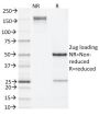IL-4 (Interleukin-4), Mouse(11B11), CF647 conjugate, 0.1mg/mL