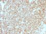 CD45 / LCA (Leucocyte Marker) (PTPRC/1783R + PTPRC/1975R), CF647 conjugate, 0.1mg/mL