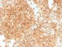 CD45 / LCA (Leucocyte Marker)(PTPRC/1147 + PTPRC/1460), CF647 conjugate, 0.1mg/mL
