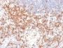 CD27 (Tumor Necrosis Factor Receptor Superfamily 7) (LPFS2/2034R), CF647 conjugate, 0.1mg/mL
