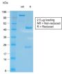 CD27 (Tumor Necrosis Factor Receptor Superfamily 7) (LPFS2/2034R), CF647 conjugate, 0.1mg/mL