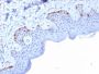 gp100 / Melanosome / PMEL17 / SILV (Melanoma Marker) (PMEL/2037), CF647 conjugate, 0.1mg/mL