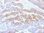 E-Cadherin (CDH1) / CD324 (Intercellular Junction Marker) (rCDH1/1525), CF647 conjugate, 0.1mg/mL