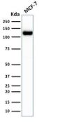 E-Cadherin (CDH1) / CD324 (Intercellular Junction Marker) (rCDH1/1525), CF647 conjugate, 0.1mg/mL