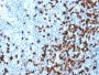 TCL1 (T-Cell Marker)(TCL1/2079), CF647 conjugate, 0.1mg/mL