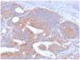 CD86 (Dendritic Cells Maturation Marker) (rC86/1146), CF647 conjugate, 0.1mg/mL