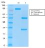 CD86 (Dendritic Cells Maturation Marker) (rC86/1146), CF647 conjugate, 0.1mg/mL