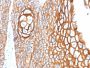 CD9 (TSPAN29) (Motility-Related Protein-1)(P1/33/2), CF647 conjugate, 0.1mg/mL