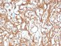Ezrin / p81(CPTC-Ezrin-1), CF647 conjugate, 0.1mg/mL