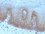Thrombomodulin / CD141 (Endothelial Cell Marker) (rTHBD/1591), CF647 conjugate, 0.1mg/mL