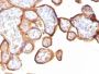 Thrombomodulin / CD141 (Endothelial Cell Marker) (rTHBD/1591), CF647 conjugate, 0.1mg/mL