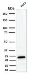 Ferritin, Light Chain (FTL) (Microglia Marker) (FTL/2338R), CF647 conjugate, 0.1mg/mL