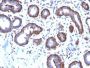 Ferritin, Light Chain (FTL) (Microglia Marker) (FTL/2338R), CF647 conjugate, 0.1mg/mL