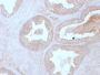 Calcineurin B / PPP3R1(CALNB/2342), CF647 conjugate, 0.1mg/mL