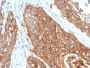 CD9 (TSPAN29) (Motility-Related Protein-1)(CD9/2343), CF647 conjugate, 0.1mg/mL