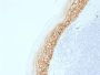 CD44v9 (Marker of Tumor Metastasis) (CD44v9/2344R), CF647 conjugate, 0.1mg/mL