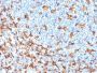 AIF1 / Iba1 (Microglia Marker) (rAIF1/1909), CF647 conjugate, 0.1mg/mL