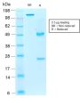 AIF1 / Iba1 (Microglia Marker) (rAIF1/1909), CF647 conjugate, 0.1mg/mL