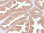 Calcineurin A / PPP3CA(CALNA/2353), CF647 conjugate, 0.1mg/mL