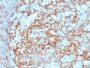 CD14 (Monocyte / Macrophage Marker) (LPSR/2385), CF647 conjugate, 0.1mg/mL