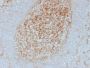 CD14 (Monocyte / Macrophage Marker) (LPSR/2385), CF647 conjugate, 0.1mg/mL