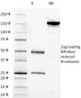 CD14 (Monocyte / Macrophage Marker) (LPSR/2385), CF647 conjugate, 0.1mg/mL