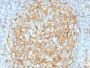 CD14 (Monocyte / Macrophage Marker) (LPSR/2386), CF647 conjugate, 0.1mg/mL