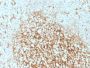 CD14 (Monocyte / Macrophage Marker) (LPSR/2386), CF647 conjugate, 0.1mg/mL