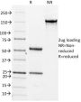 CD14 (Monocyte / Macrophage Marker) (LPSR/2386), CF647 conjugate, 0.1mg/mL