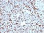 SOX9 / SRY-box 9 (SOX9/2398), CF647 conjugate, 0.1mg/mL