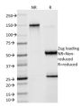 SOX9 / SRY-box 9 (SOX9/2398), CF647 conjugate, 0.1mg/mL