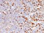 TIM3 / HAVCR2 / CD366 (Effector T-Cell Marker)(HAVCR2/192), CF647 conjugate, 0.1mg/mL