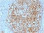 CD14 (Monocyte / Macrophage Marker) (LPSR/2408), CF647 conjugate, 0.1mg/mL