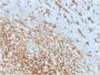 CD14 (Monocyte / Macrophage Marker) (LPSR/2408), CF647 conjugate, 0.1mg/mL