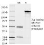 CD14 (Monocyte / Macrophage Marker) (LPSR/2408), CF647 conjugate, 0.1mg/mL