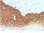 CD44v3 (Marker of Tumor Metastasis)(3G5), CF647 conjugate, 0.1mg/mL