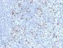Perforin-1 (Pore Forming Protein) (Apoptosis Marker)(PRF1/2470), CF647 conjugate, 0.1mg/mL