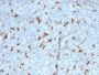 CD68 (Macrophage Marker) (C68/2501), CF647 conjugate, 0.1mg/mL
