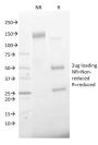 CD68 (Macrophage Marker) (C68/2501), CF647 conjugate, 0.1mg/mL